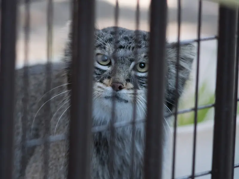 A photograph of Figa in Nogeyama Zoo