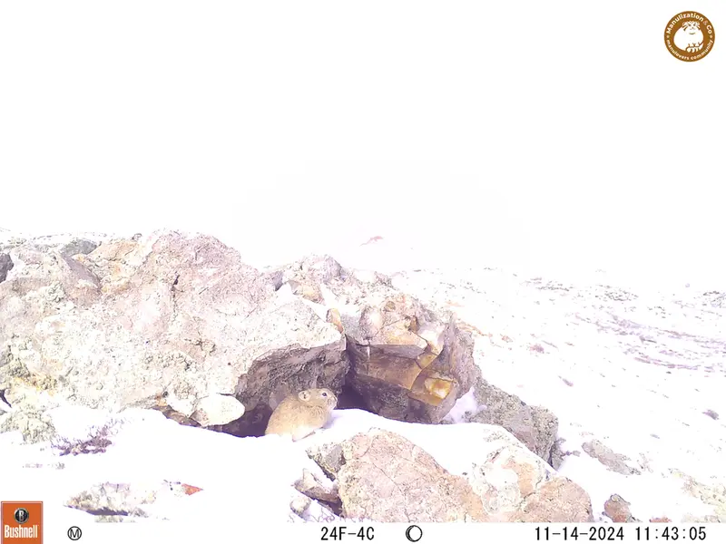 A photograph of Pika from Besshoky 1 camera trap