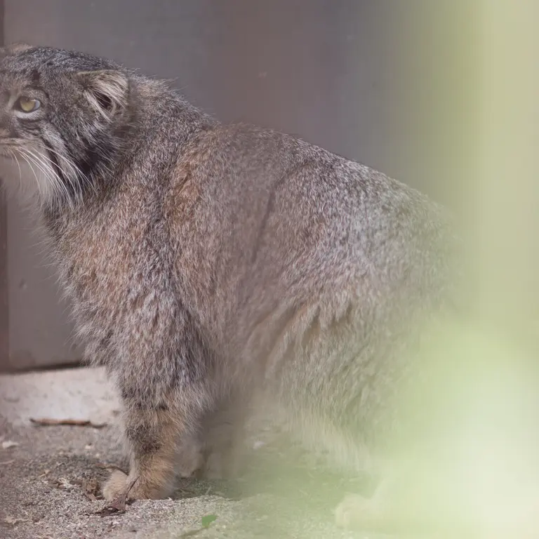 A photograph of Figa in Nogeyama Zoo