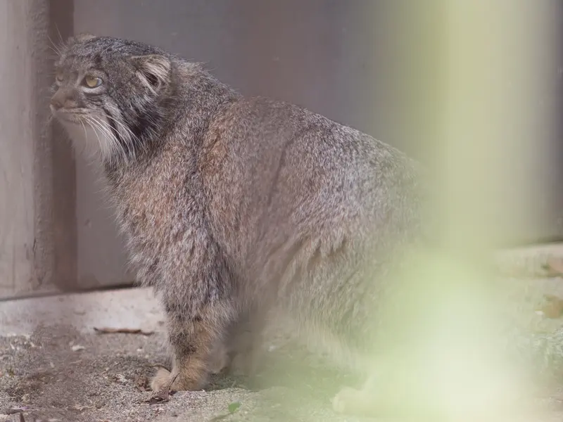 A photograph of Figa in Nogeyama Zoo
