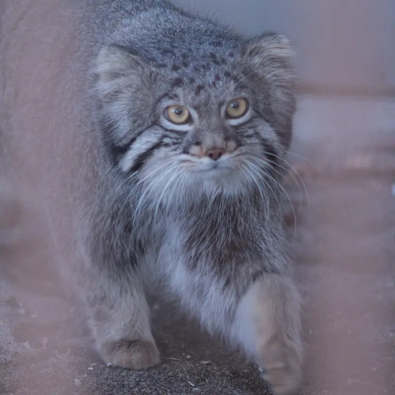 A photograph of Figa in Nogeyama Zoo