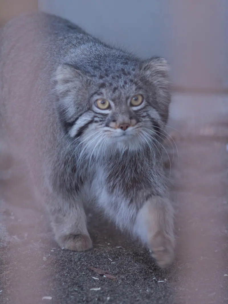 A photograph of Figa in Nogeyama Zoo