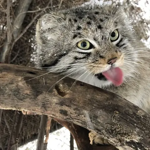 A photograph of Bo in Cheyenne Mountain Zoo