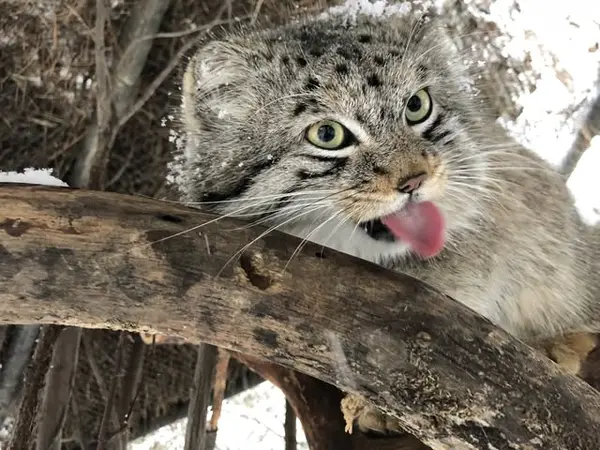 A photograph of Bo in Cheyenne Mountain Zoo