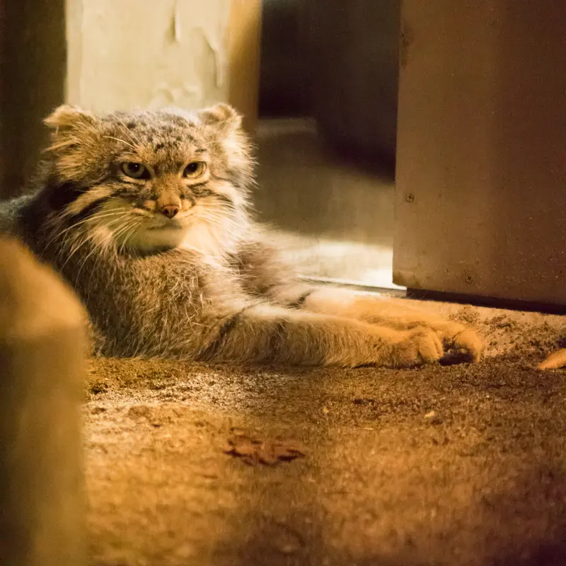 A photograph of Figa in Nogeyama Zoo