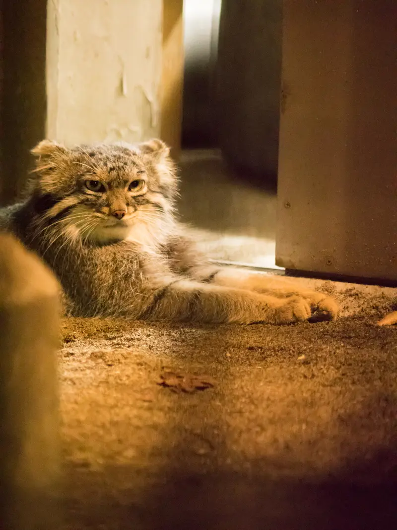A photograph of Figa in Nogeyama Zoo