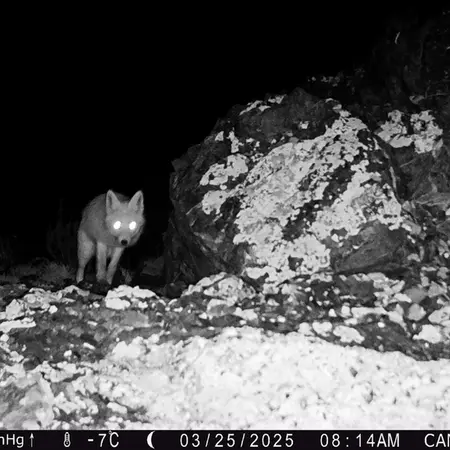 A photograph of Red fox from Zhilandy camera trap