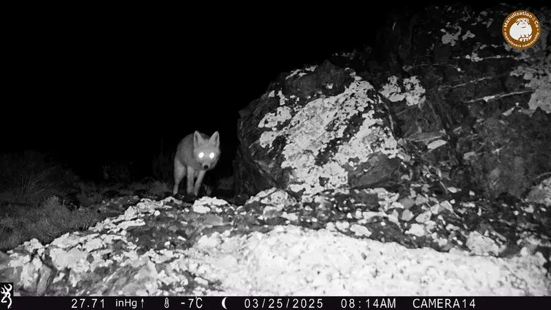 A photograph of Red fox from Zhilandy camera trap