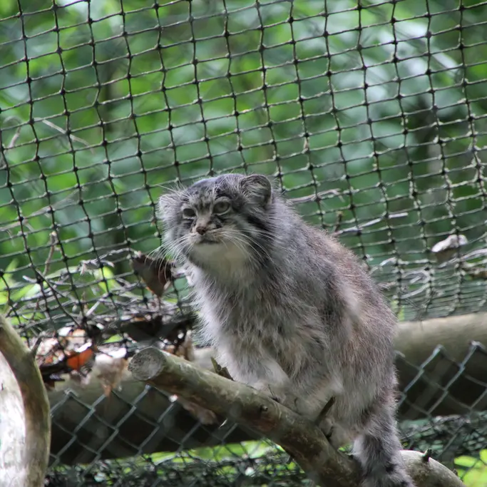 A photograph of Batu in Opel Zoo