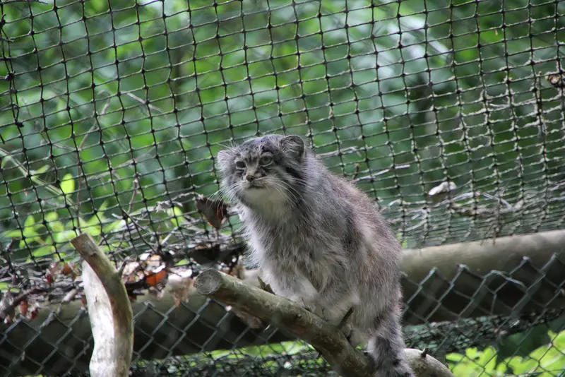 A photograph of Batu in Opel Zoo