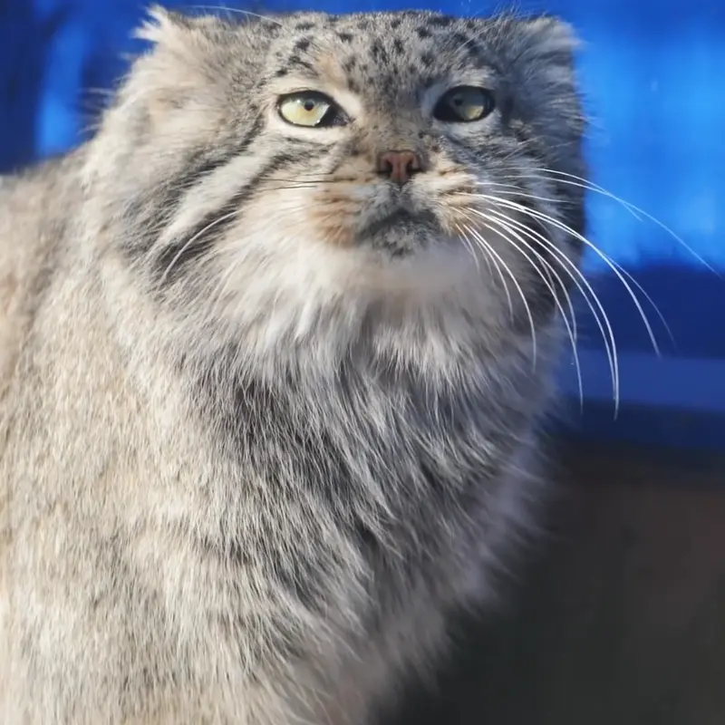 A photograph of Sun Simiao in Qinghai-Tibet Plateau Wildlife Zoo
