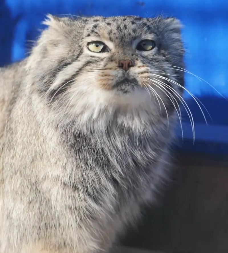 A photograph of Sun Simiao in Qinghai-Tibet Plateau Wildlife Zoo