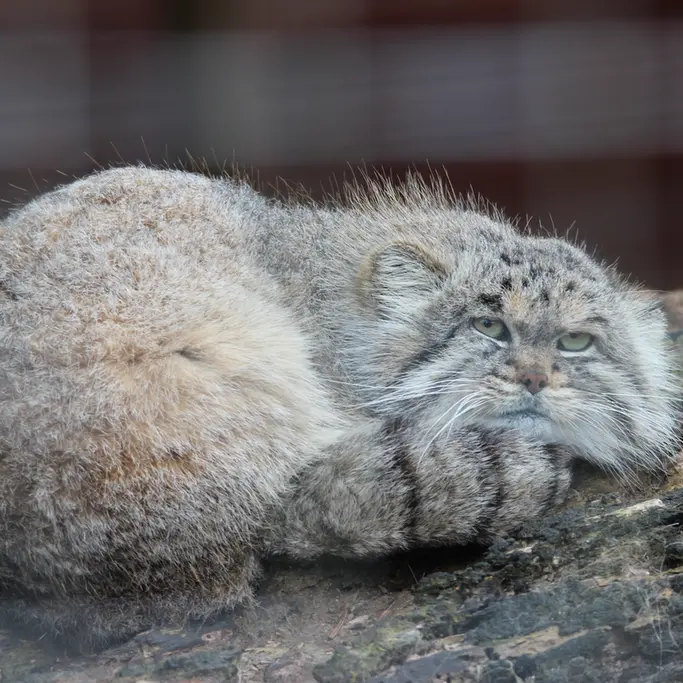 A photograph of Buck in Banham Zoo