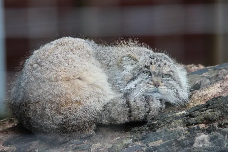 A photograph of Buck in Banham Zoo