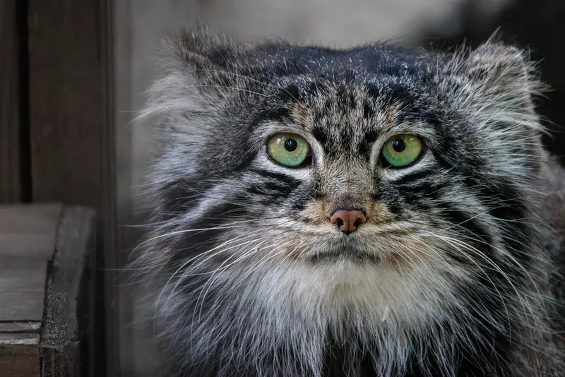 A photograph of Marik in Novosibirsk Zoo