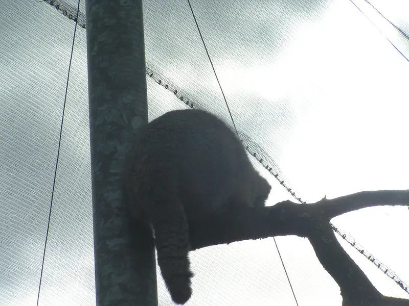 A photograph of Bat-Erdene in The Lakeland Wildlife Oasis