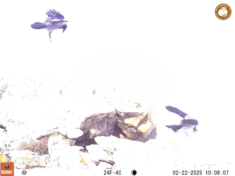 A photograph of a Pallas&#039;s cat from Besshoky 1 camera trap