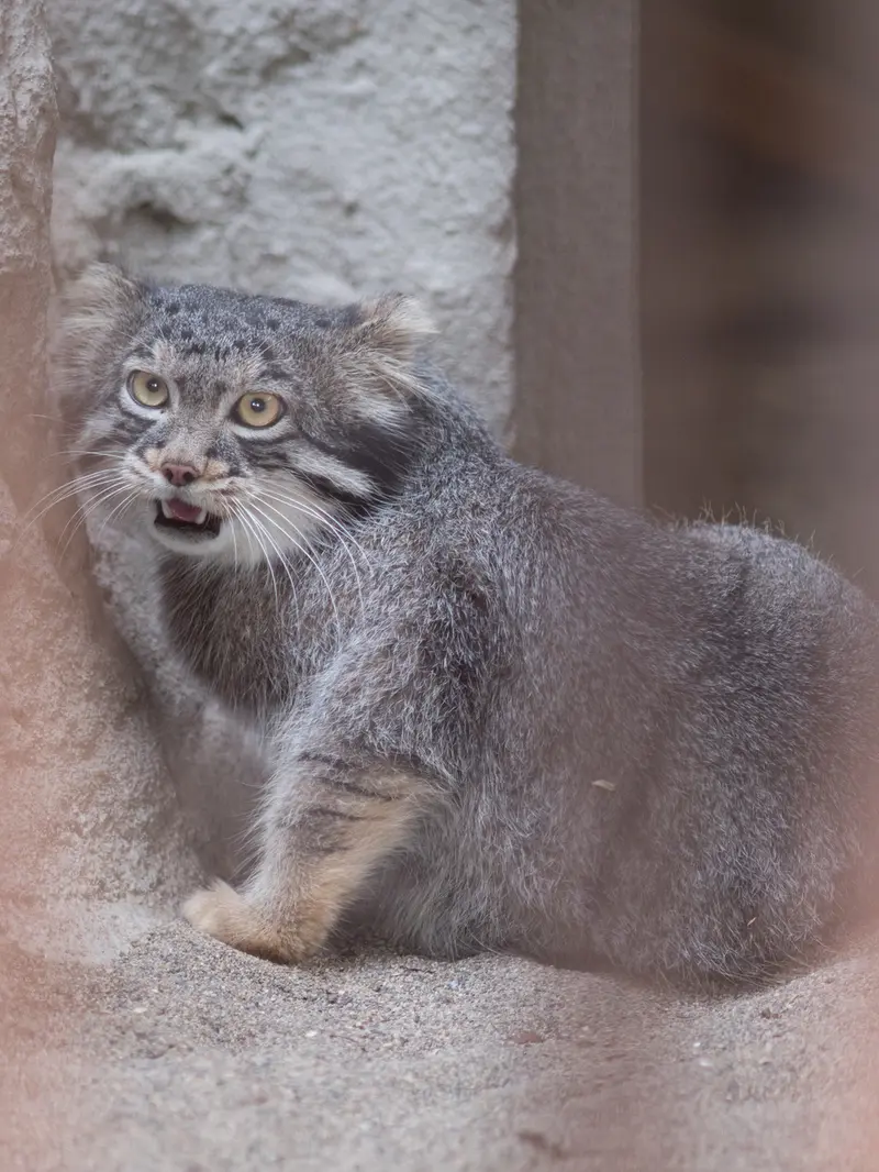 A photograph of Figa in Nogeyama Zoo