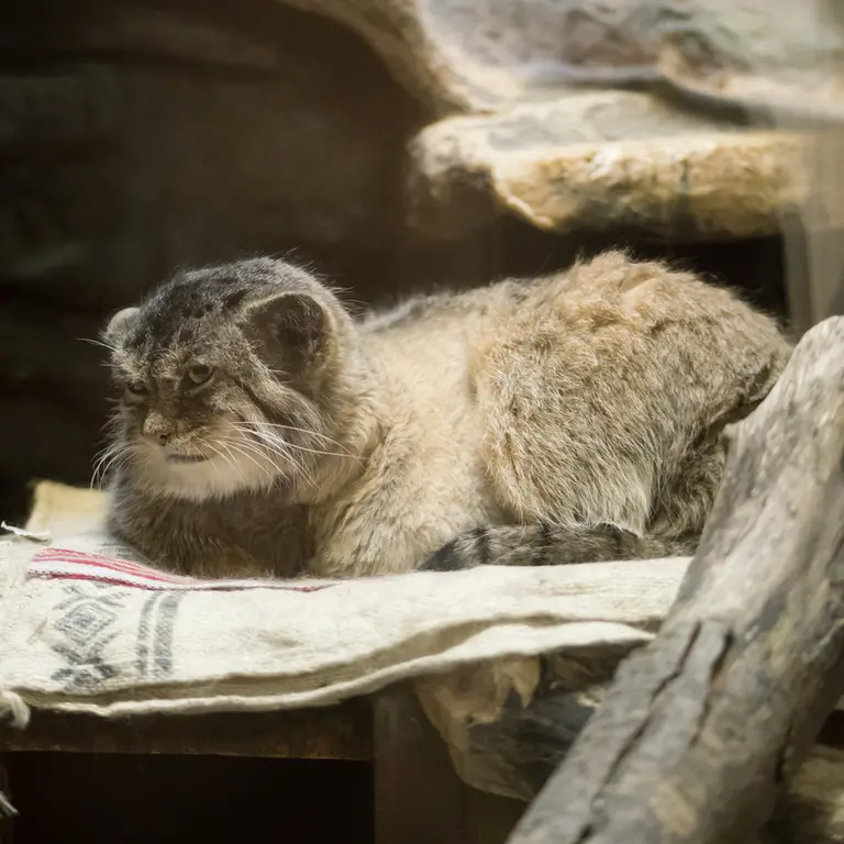 A photograph of Primula in Ueno Zoological Gardens