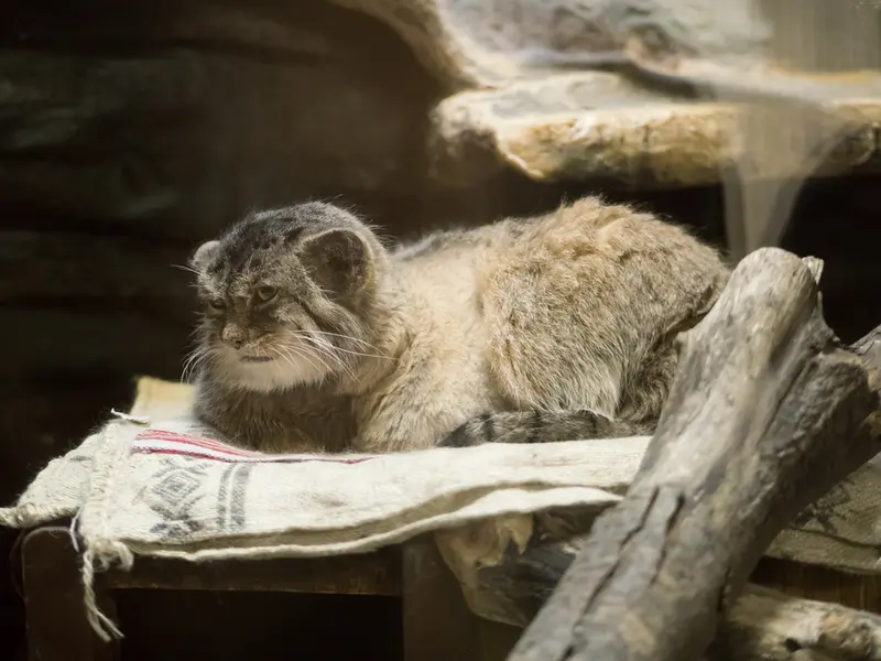 A photograph of Primula in Ueno Zoological Gardens