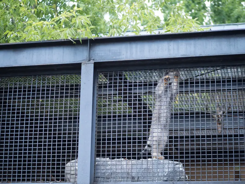 A photograph of Hide in Asahiyama Zoo