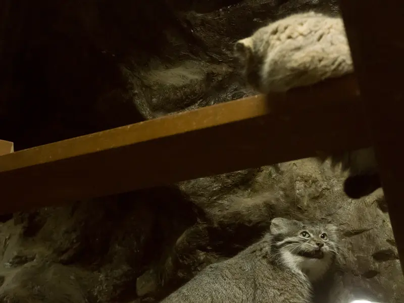 A photograph of Primula and Klyon in Ueno Zoological Gardens