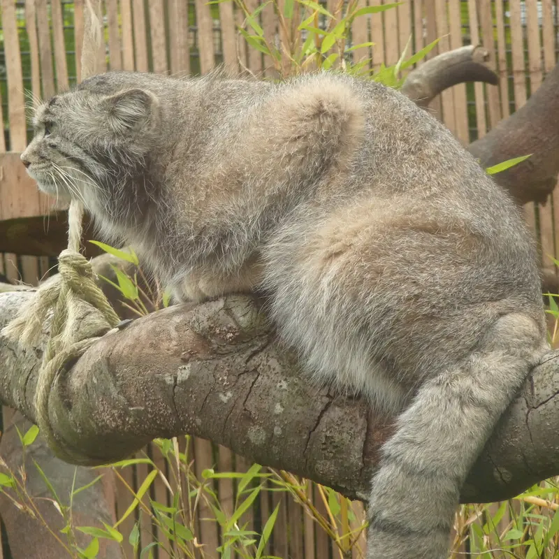 A photograph of Akiko in Edinburgh Zoo