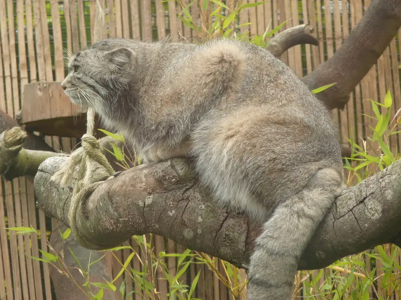 A photograph of Akiko in Edinburgh Zoo