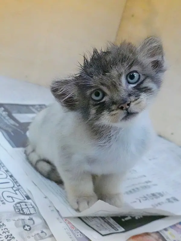 A photograph of a Pallas's cat