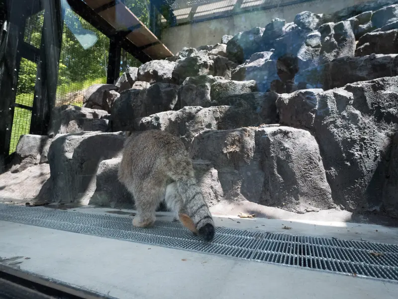 A photograph of Grusha in Asahiyama Zoo