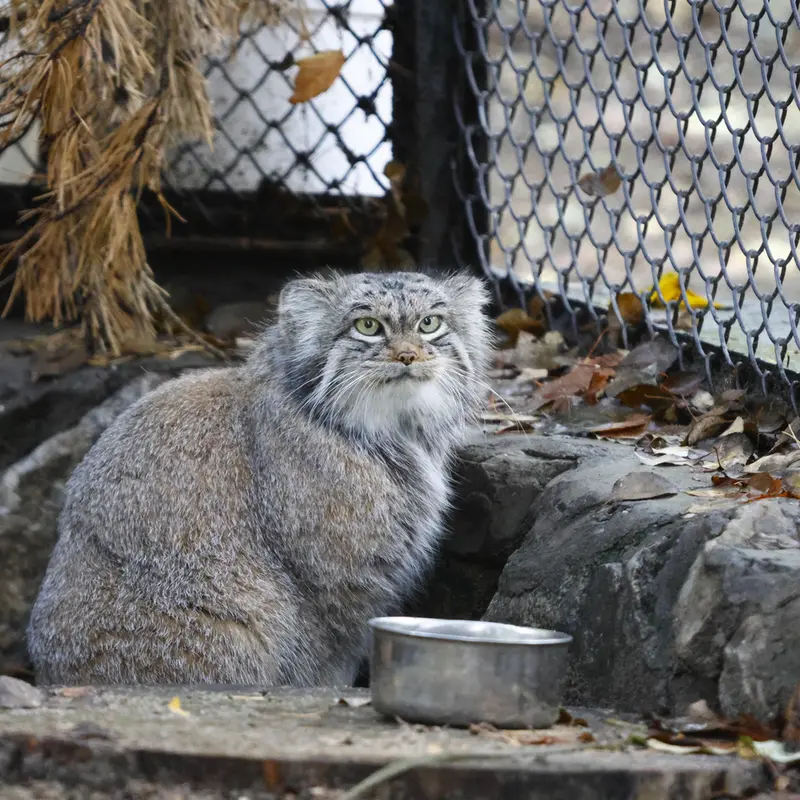 A photograph of Snezhinka in Novosibirsk Zoo