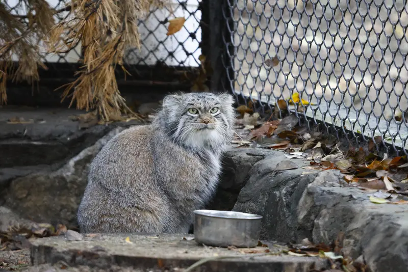 A photograph of Snezhinka in Novosibirsk Zoo