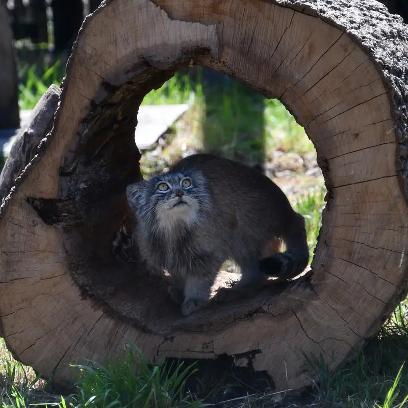 A photograph of a Pallas's cat in Bio-Topia Dunkerque