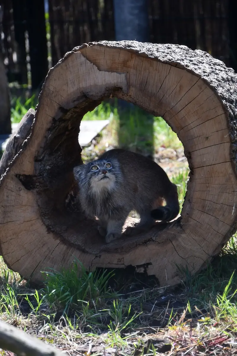 A photograph of a Pallas's cat in Bio-Topia Dunkerque