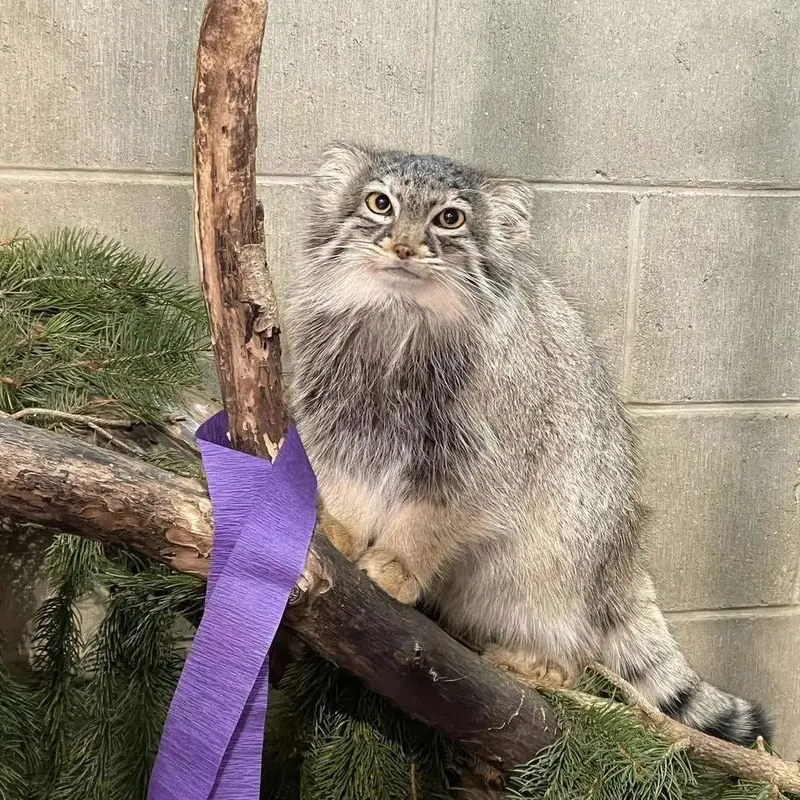 A photograph of Eevie in Niabi Zoo