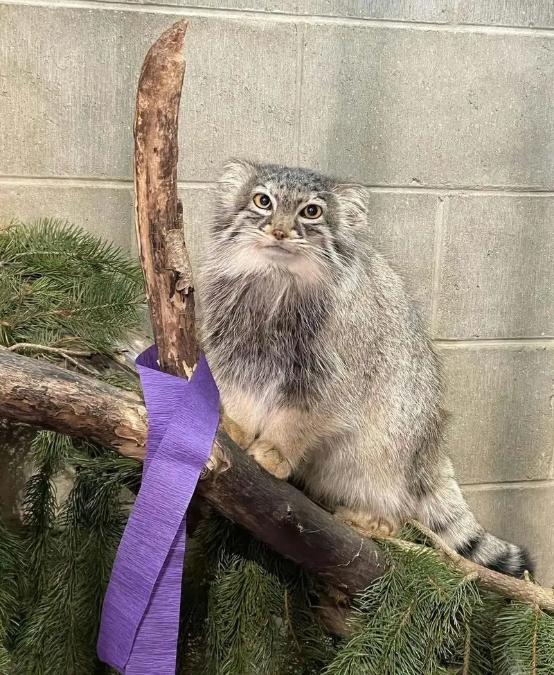 A photograph of Eevie in Niabi Zoo
