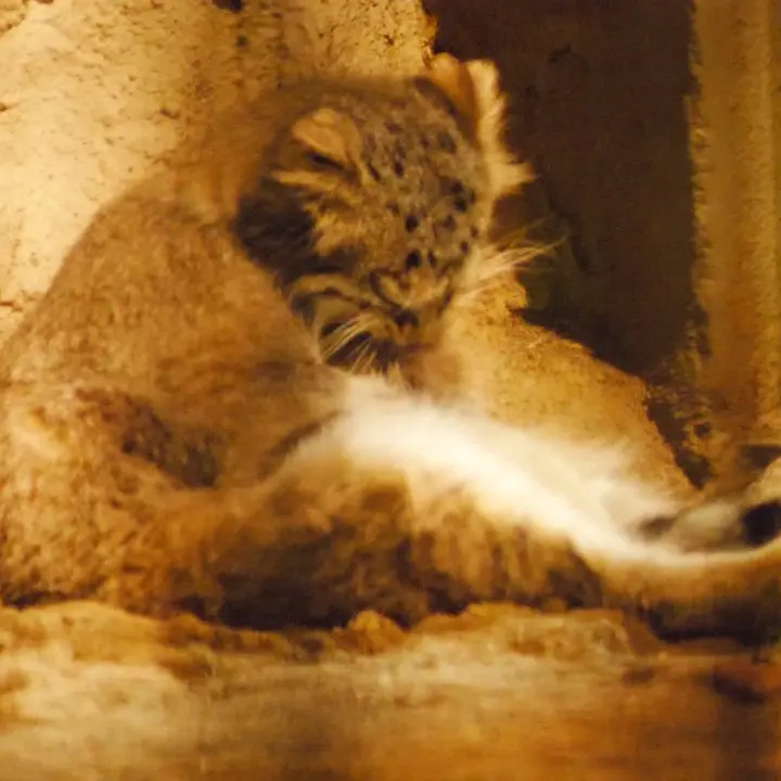A photograph of a Pallas's cat in Nogeyama Zoo