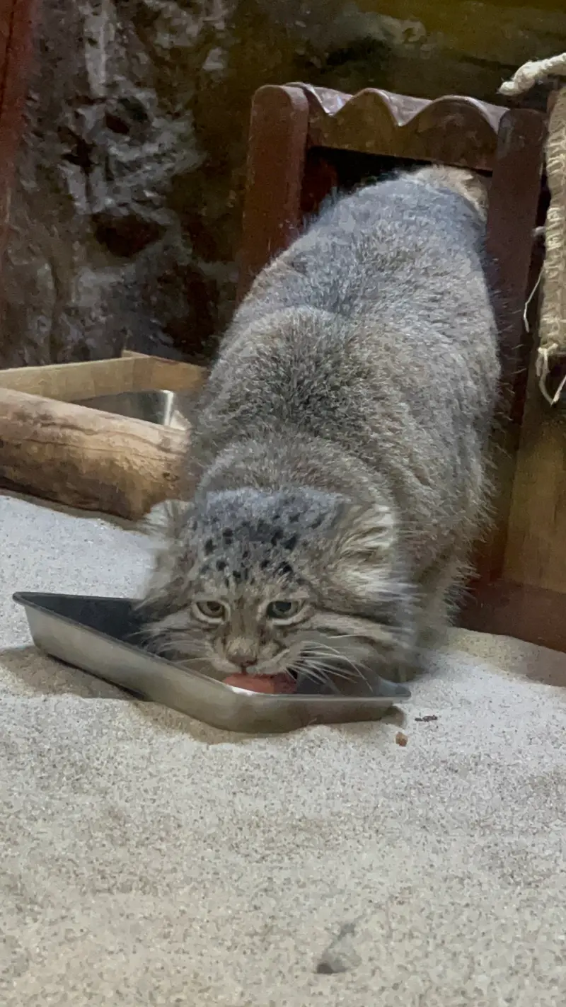 A photograph of Klyon in Ueno Zoological Gardens