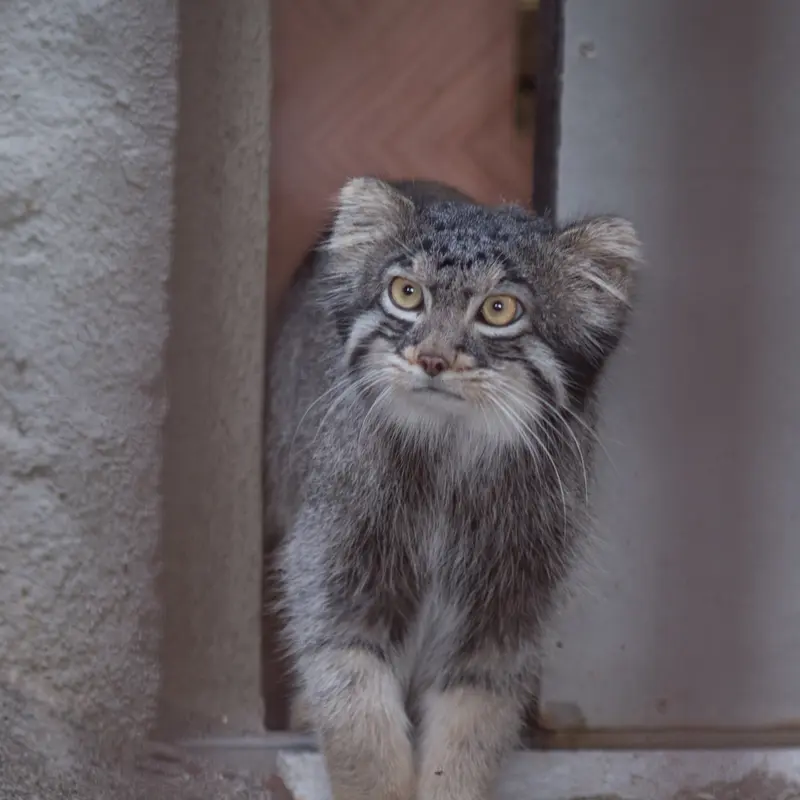 A photograph of Figa in Nogeyama Zoo