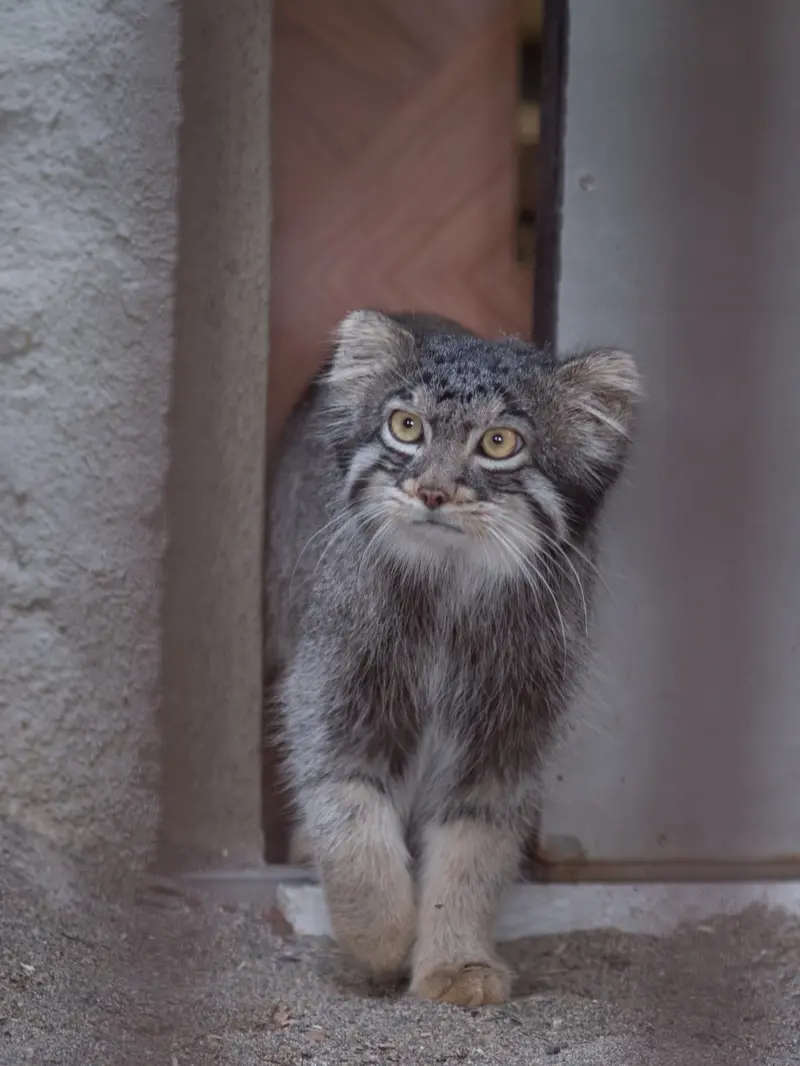 A photograph of Figa in Nogeyama Zoo