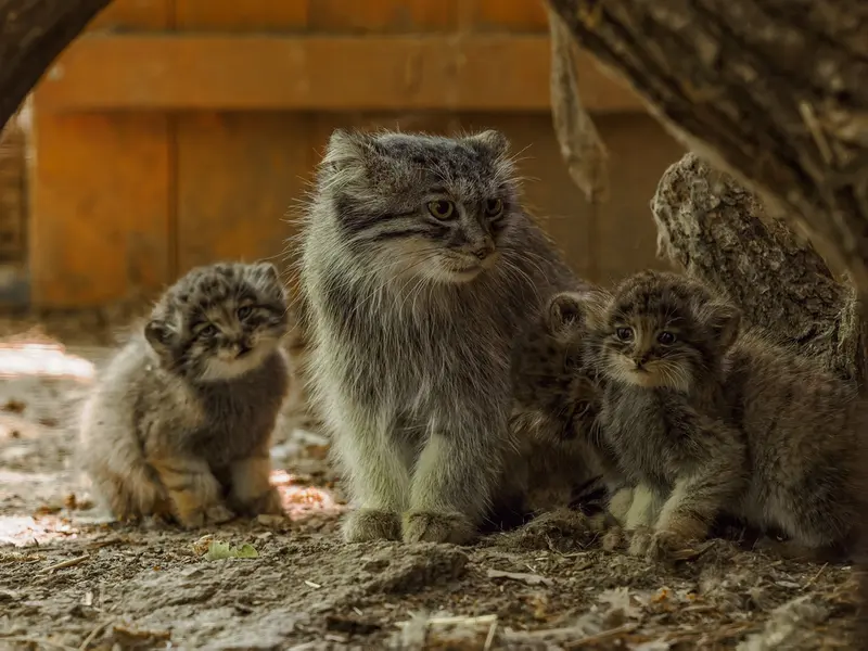 Minuls and their mamanul from Brno: new adorable shots of the fluffy family! 😻