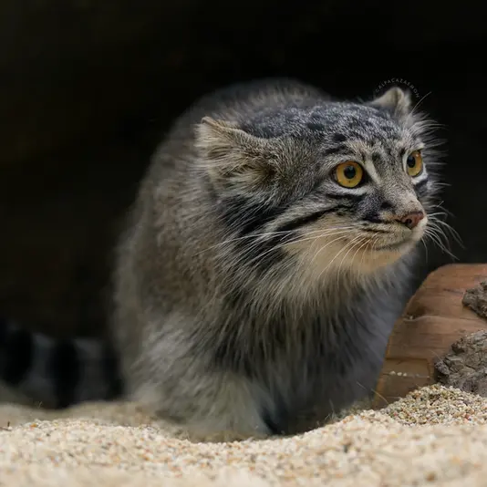 A photograph of Mei in Kobe Animal Kingdom
