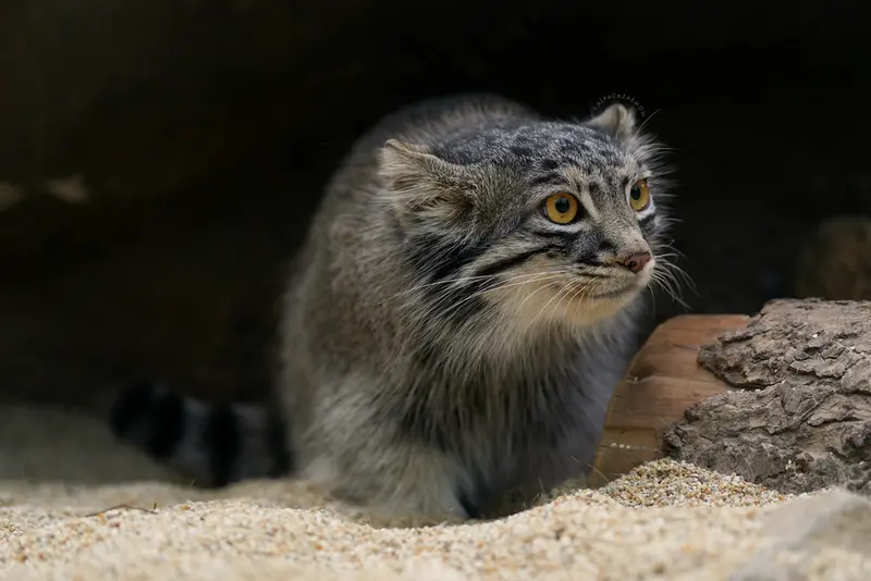 A photograph of Mei in Kobe Animal Kingdom