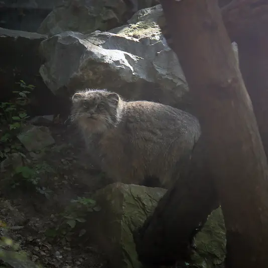 A photograph of Pazzo in Łódź Zoo