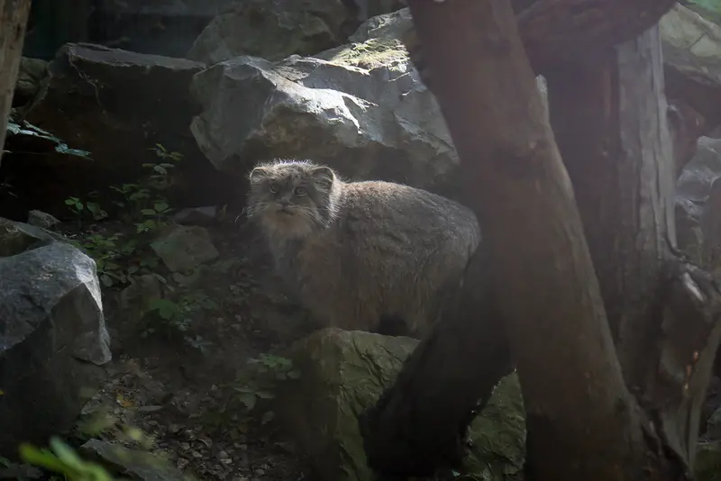 A photograph of Pazzo in Łódź Zoo