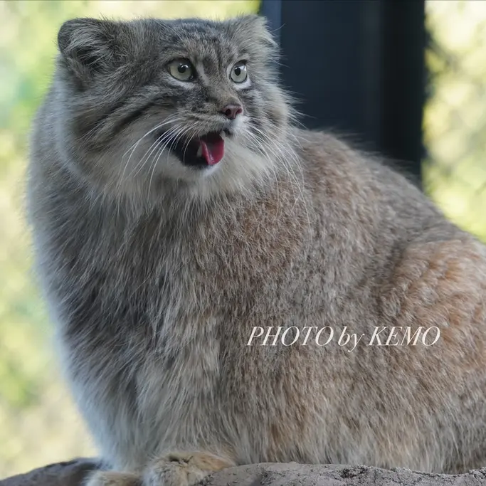 A photograph of Oliva in Saitama Children's Zoo