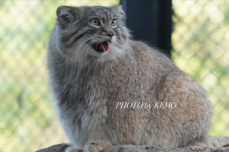A photograph of Oliva in Saitama Children's Zoo