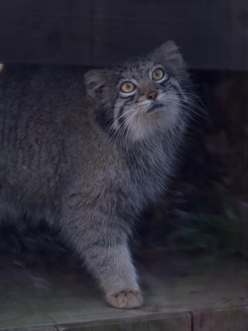 A photograph of Oto in Saitama Children's Zoo