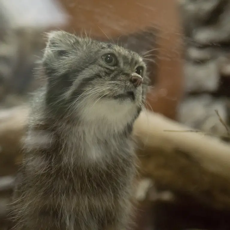 A photograph of Klyon in Ueno Zoological Gardens