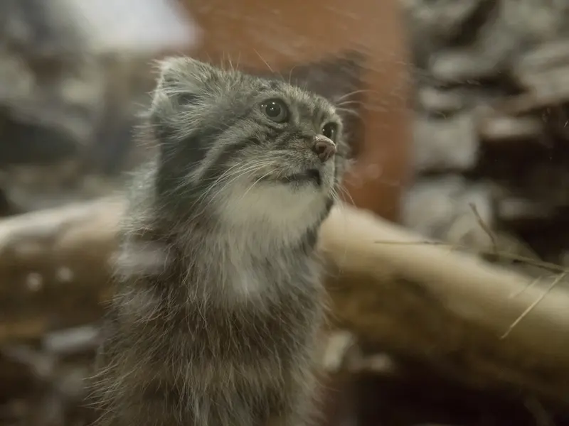 A photograph of Klyon in Ueno Zoological Gardens